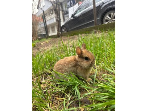 Safkan Cüce Tavşanlar Her İle Gönderim