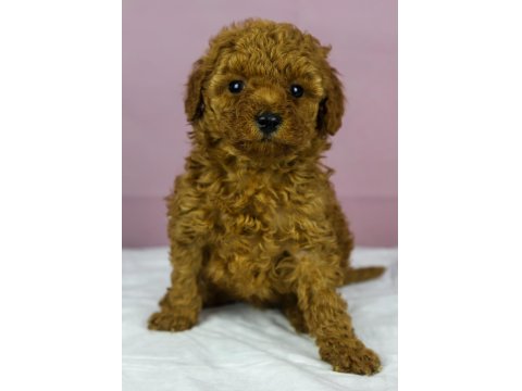 Red Brown Toy Poodle Bebeklerim