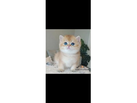 Çek Bebeksi Tenimi Çek Golden British Shorthair