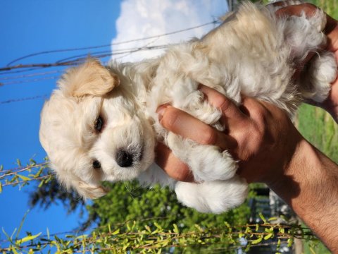 Mini Boy Maltipo Bebekler