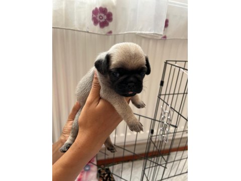 Pug Bebekler