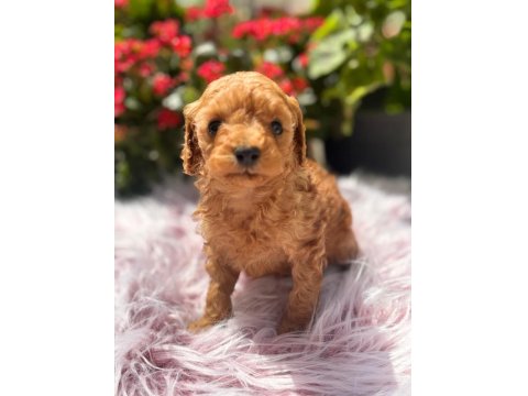 2 Aylık Erkek Poodle Bebek