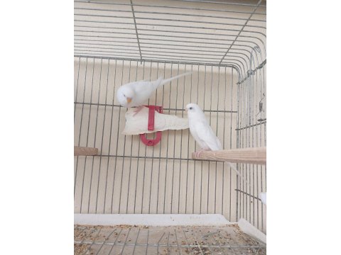 Albino Takım Muhabbet Kuşu