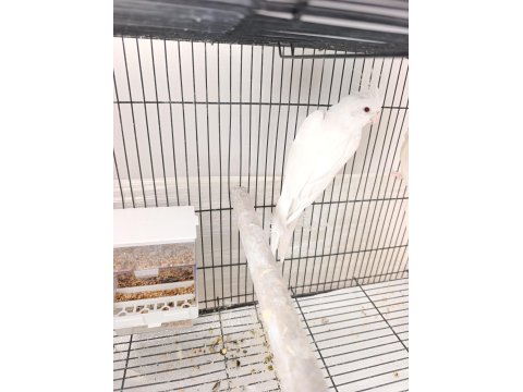 Dişi Albino Sultan Papağanı