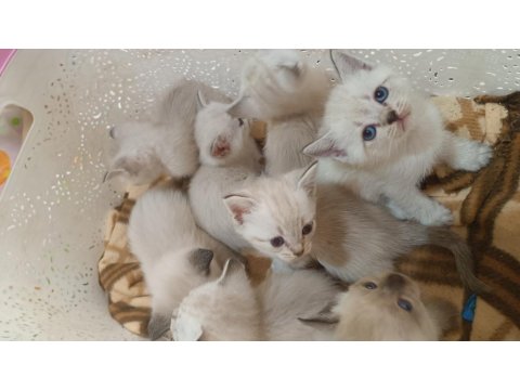 British Shorthair Blue Point Yavrular