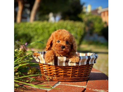 Toy Poodle Yavrular Aynı Gün Gönderim Ve Kapıda Ödeme