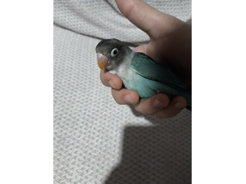 Yeni Yeme Düşmüş Evcil Cennet Papağanı