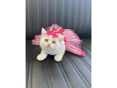 Orjinal Yüz Hatlarına Sahip Ayı Surat Top Kafa British Kedimiz