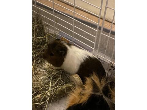 5 Aylık Guinea Pig Çifti