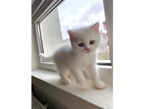 1,5 Aylık Yavru Beyaz British Shorthair