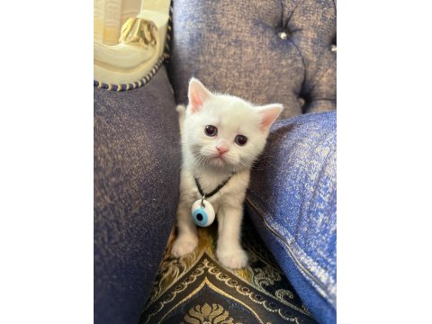 British Yavrularımız