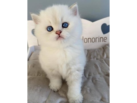 İnci Gibi Işıldayan Silver British Shorthair Ns1133