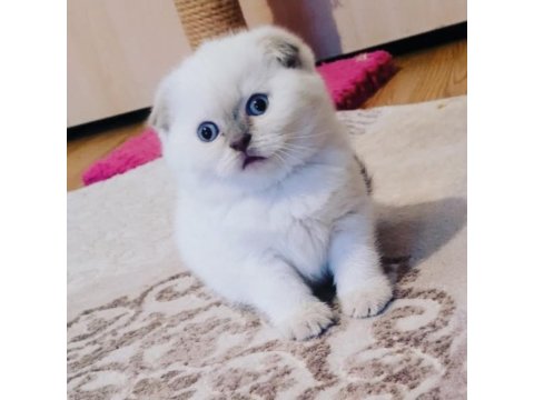 Koca Kafalı Scottish Fold Miniğim