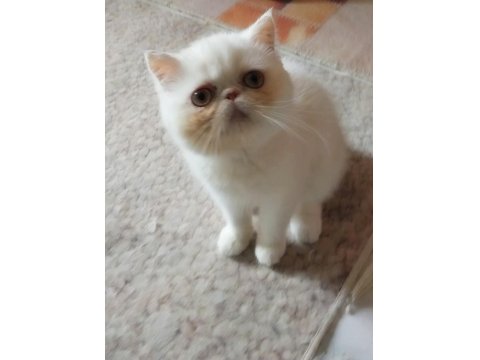 Safkan 2 Aylık Bicolor Erkek Yavru Kedimiz