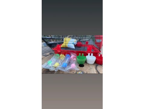 Hollanda Mini Ve Cüce Yavru Tavşanlar Her Yere Gönderilir