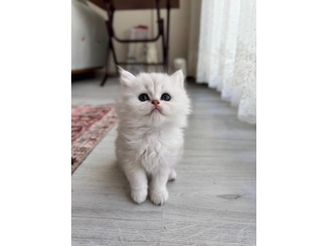 Kendi Kedimin Yavruları