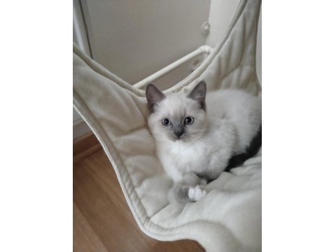 Küçük Minik Ragdoll Kalpler Ailelerini Sabırsızlıkla Bekliyor