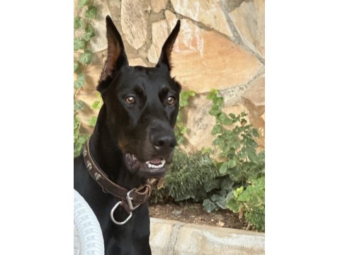 Ülkenin En Asil Yakışıklı Dobermanı