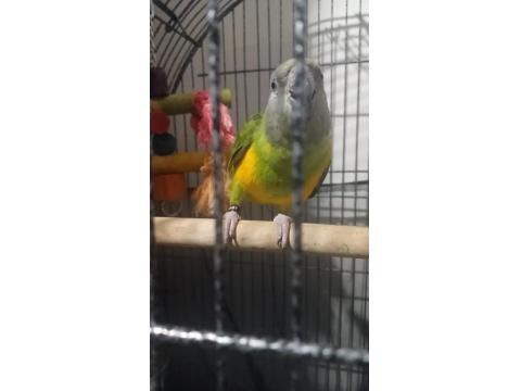 Full Evcil 6 Aylık Yavru Senegal Papağanı