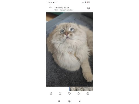 Scottish Fold Lynx Point