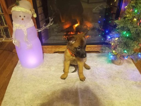 Belçika Malinois Cinsi Yavrularımız