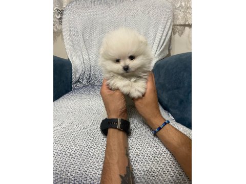 A Kalite Pomeranian Çanta Boy