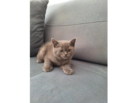 British Yavru Kediler