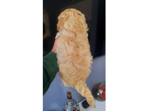 Ev Ortamında Bakılmış Maltipoo Yavrular