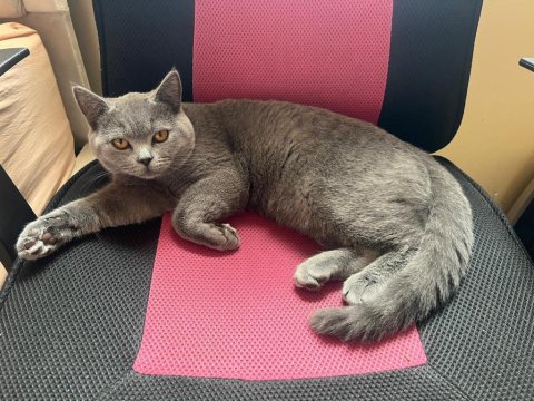 Tüm Eşyaları İle 5 Aylık Erkek British Shorthair