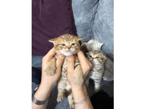 2 Aylık British Yavrularımız Yuvasını Arıyor