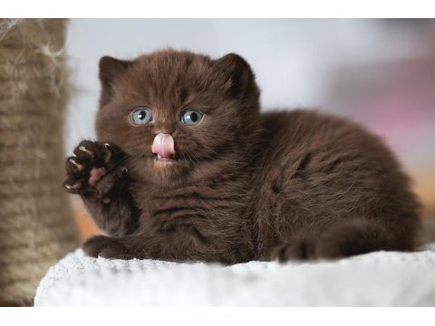 Çikolata Kardeşler Chocolate British Shorthair