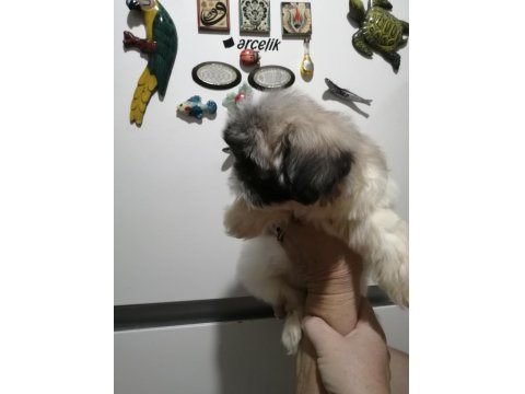 Shih Tzu Dişi Bebeklerimiz