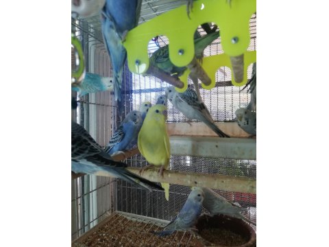 Erkek Muhabbet Kuşu Ele Alıştırmalık