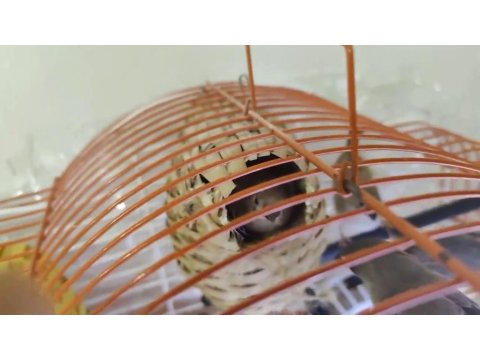 Ev Sıcaklığında Beslenen Hint Bülbülleri 1-2-3 Aylık