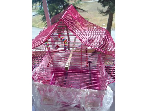 Bir Çift Muhabbet Kuşumuz