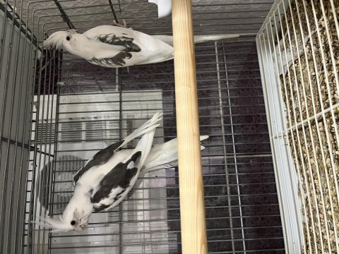 2025 Bilezikli Erkek Mutasyon Sultan Papağanı