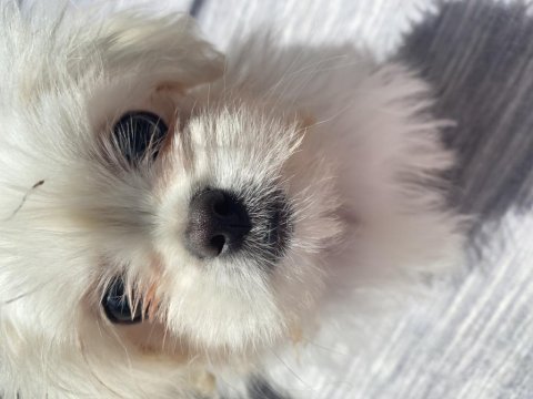 1 Ocak Doğumlu Kore Maltese Yavrumuz Evde Büyüdü Uysal Ve Tuvalet Eğitimi Var