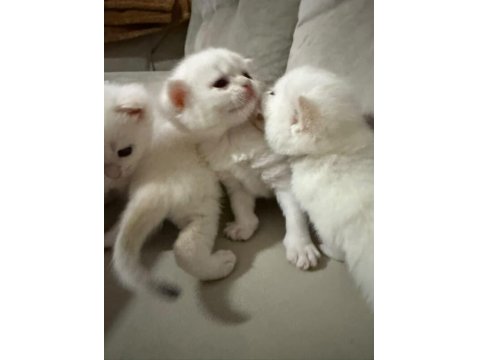 Safkan Şampiyon Yavru Kediler