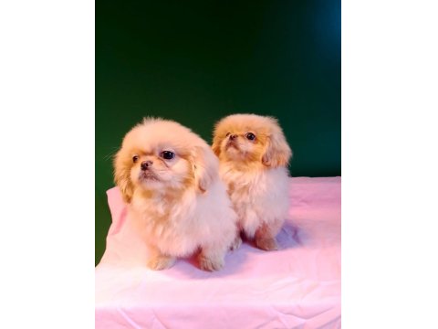 Sevgililer Gününe Özel A Kalite Pekinez Bebeklerimiz