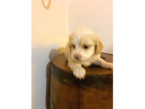 Maltipoo Yavrularımız Topaç Gibi