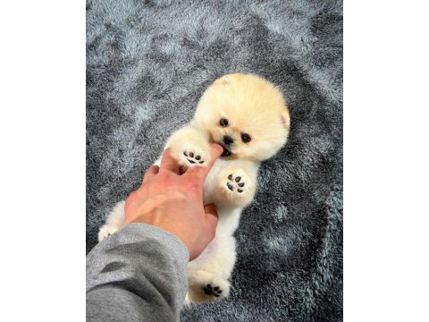 Teddy Bear Pomeranian Boo