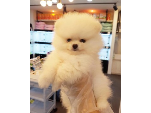 Ayı Surat Pomeranian Boo Yavru