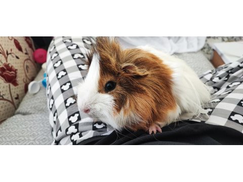 Gayet Sağlıklı Guinea Pig
