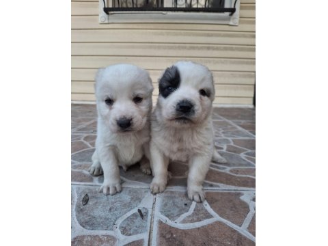 Geleceğin Devleri Safkan Erkek Ve Dişi Alabay Yavrularımız