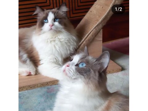 Ragdolltown - Kedi Kasabası