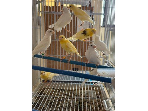 Üreticiden Halka Kanaryalar
