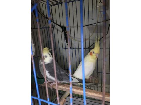 Çift Sultan Papağanımız