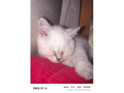 British Shorthair Blue Point 2 Aylık