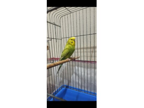 Eşe Hazır Kızgın Dişi Muhabbet Kuşum Uyguna