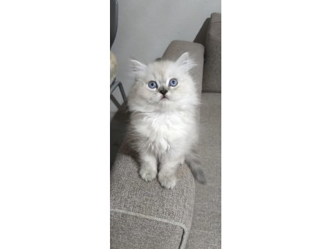 Yün Yumağı Pamuk Chinchilla Yavrularım